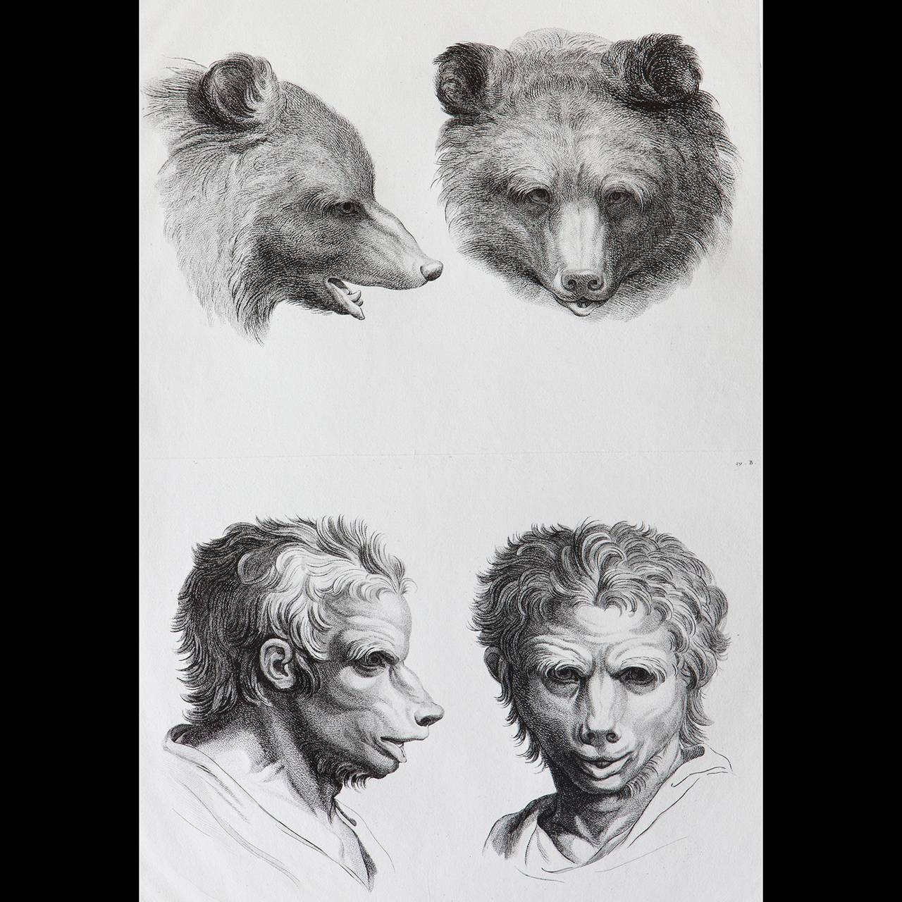 Relationship of the Human Figure with that of the Bear, Engraving