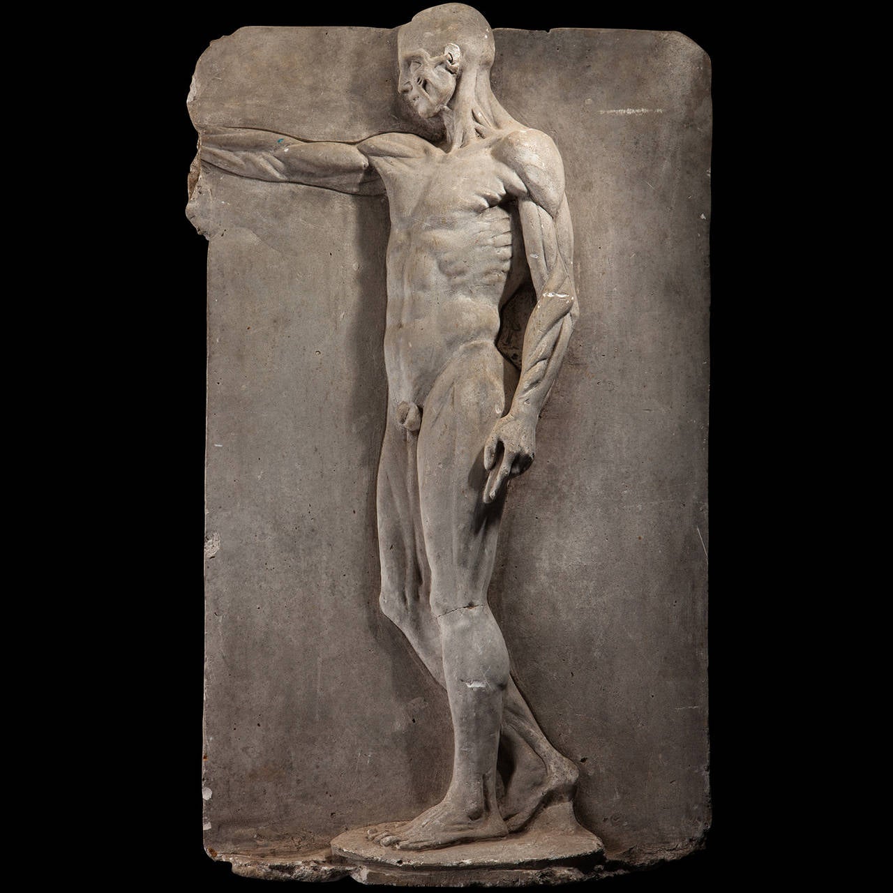 Plaster cast anatomy of a man, relief moulded as a plaque showing a musco-skeletal male figure.