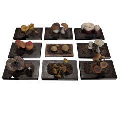 Unique Set of Botanical Mushroom Models