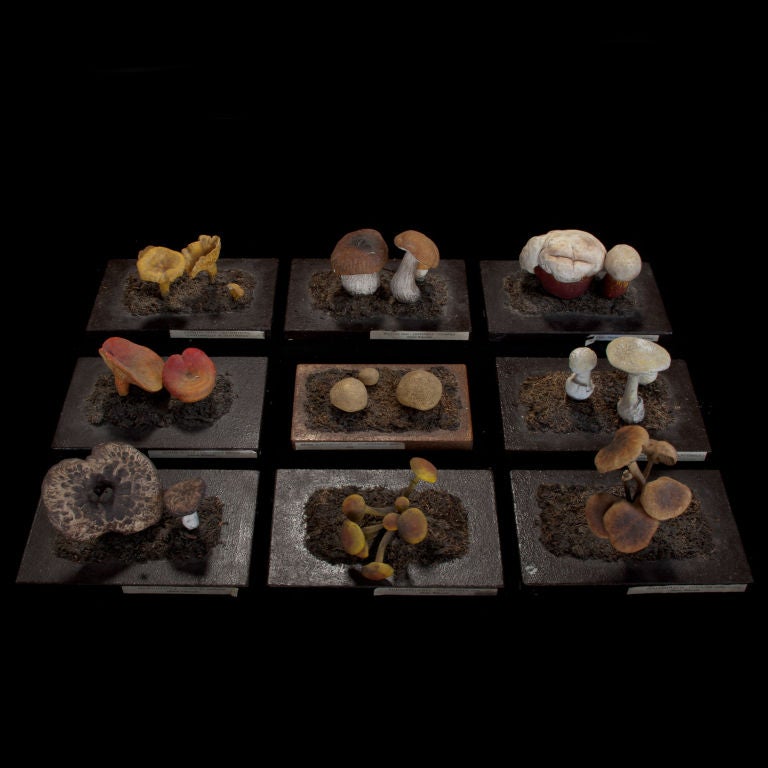 Unique Set of Botanical Mushroom Models