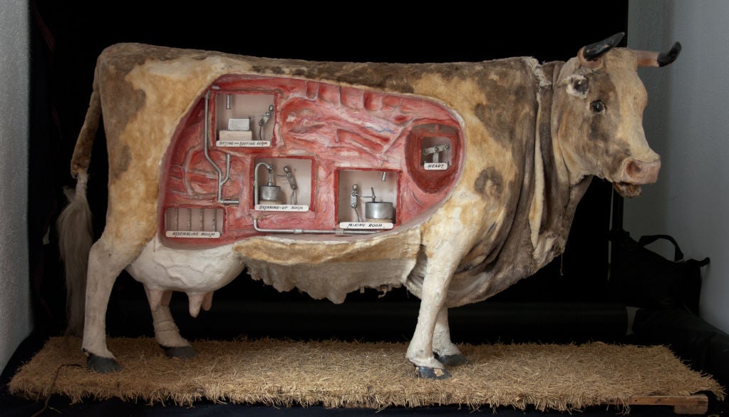 Automaton model of a large cow with working men showing the digestive system of the cow's inner workings, likely used for promotional / educational purposes.