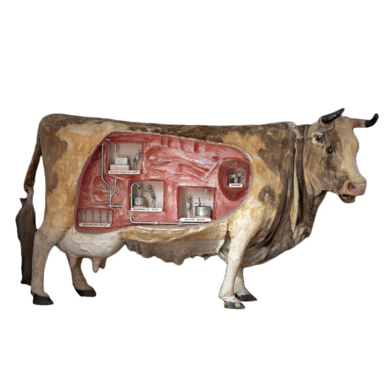 Automaton model of a large cow