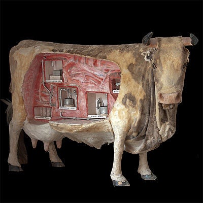 Automaton model of a large cow 1
