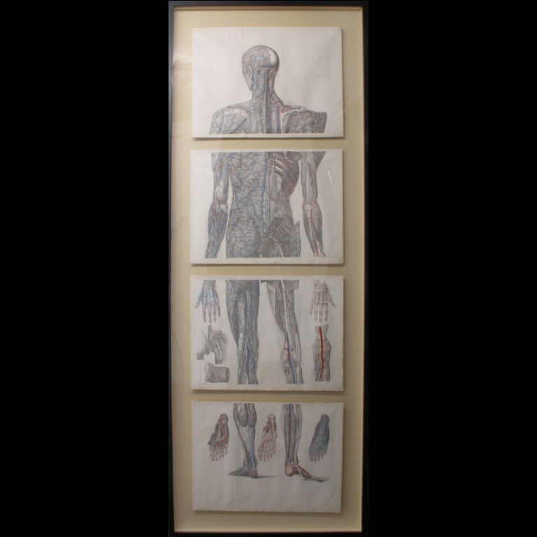 Anatomical Chart of the Human Nervous System
