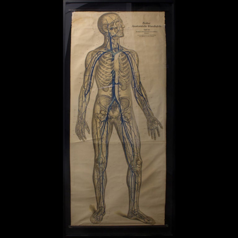 Vascular anatomical chart of the human body, unusual color blue on paper backed linen. Price includes frame.