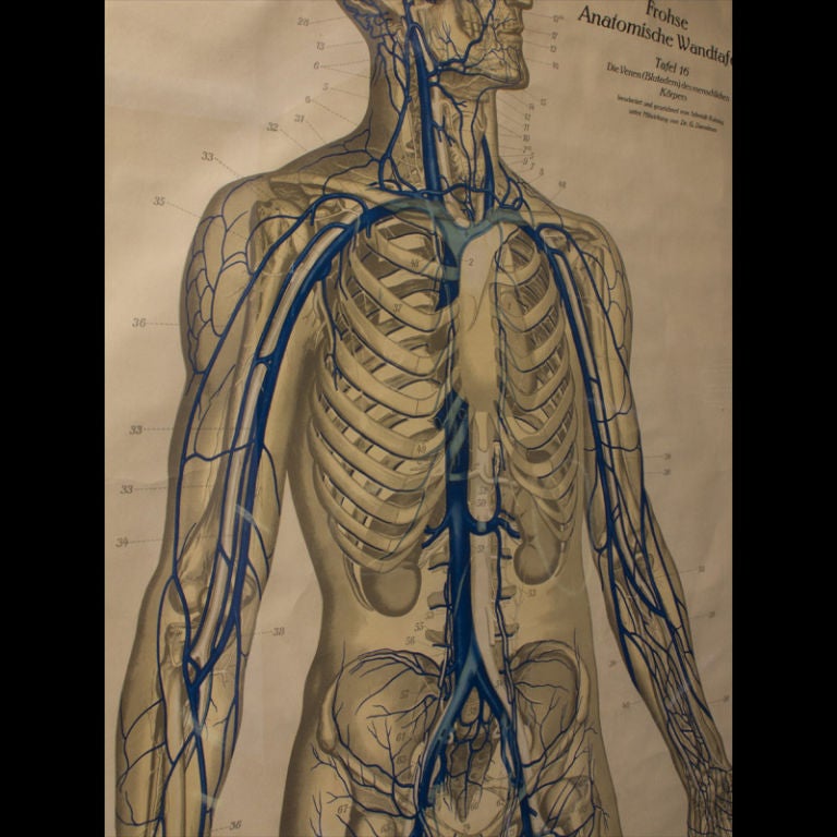 19th Century German Vascular Anatomical Chart