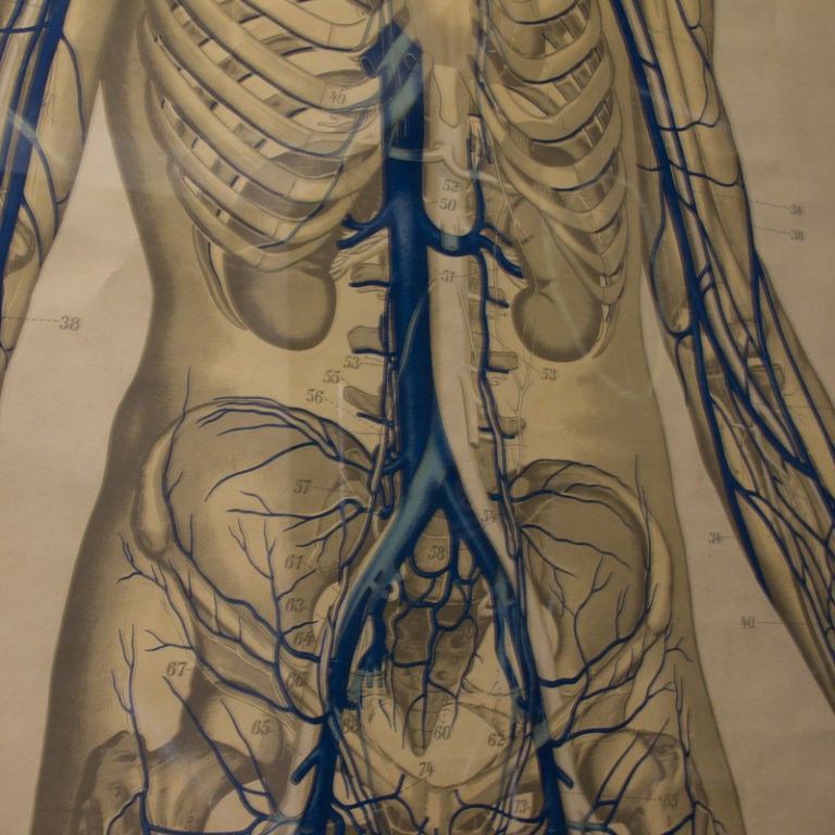 Paper German Vascular Anatomical Chart