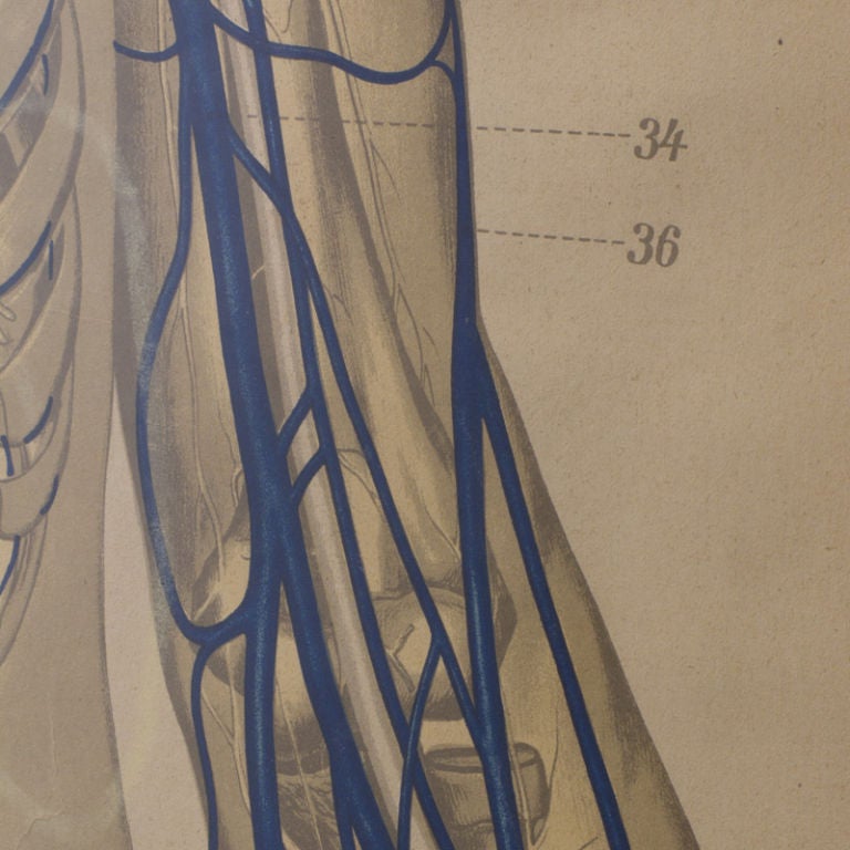 German Vascular Anatomical Chart 2