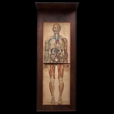 Education Anatomical Chart with many layers of detail.