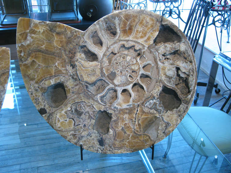 18th Century and Earlier Monumental Prehistoric Fossilized Ammonite