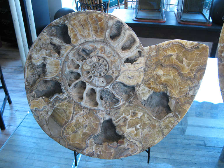 Monumental Prehistoric Fossilized Ammonite 1