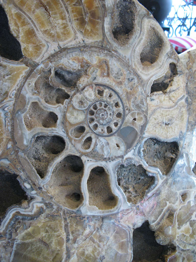 Monumental Prehistoric Fossilized Ammonite 2