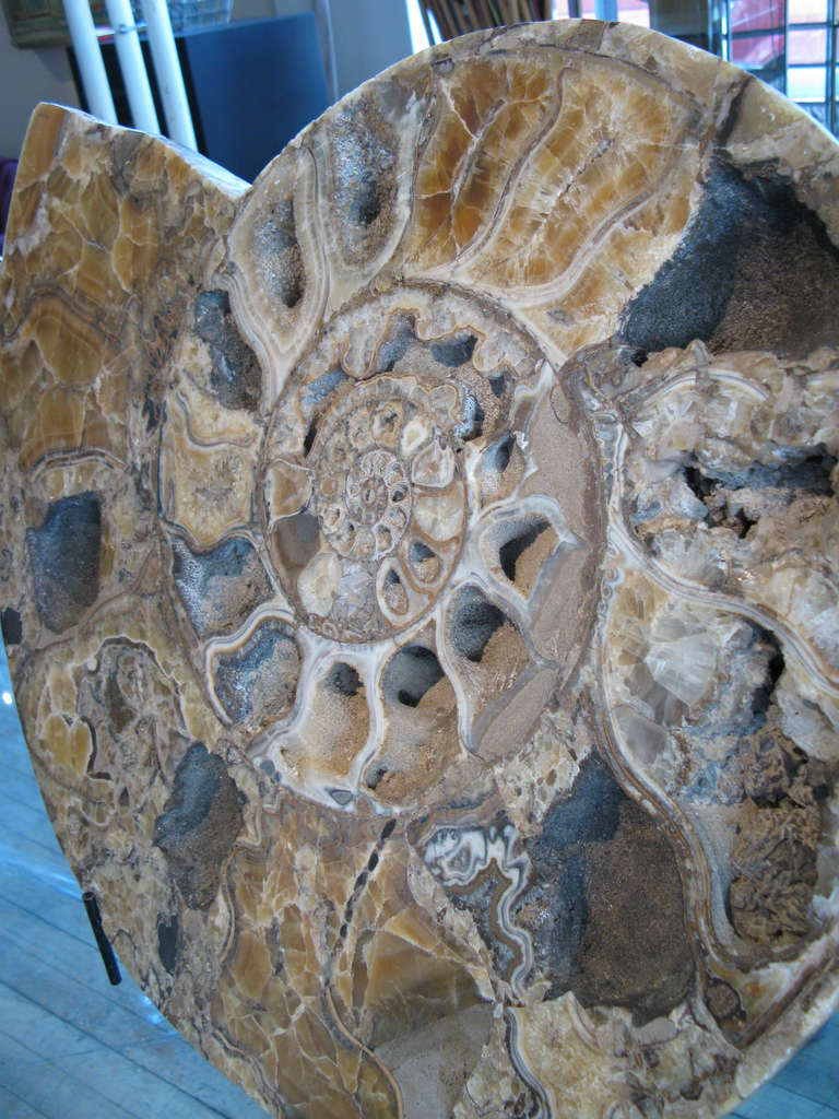 Monumental Prehistoric Fossilized Ammonite 3