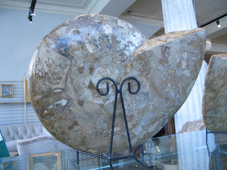 Monumental Prehistoric Fossilized Ammonite 5