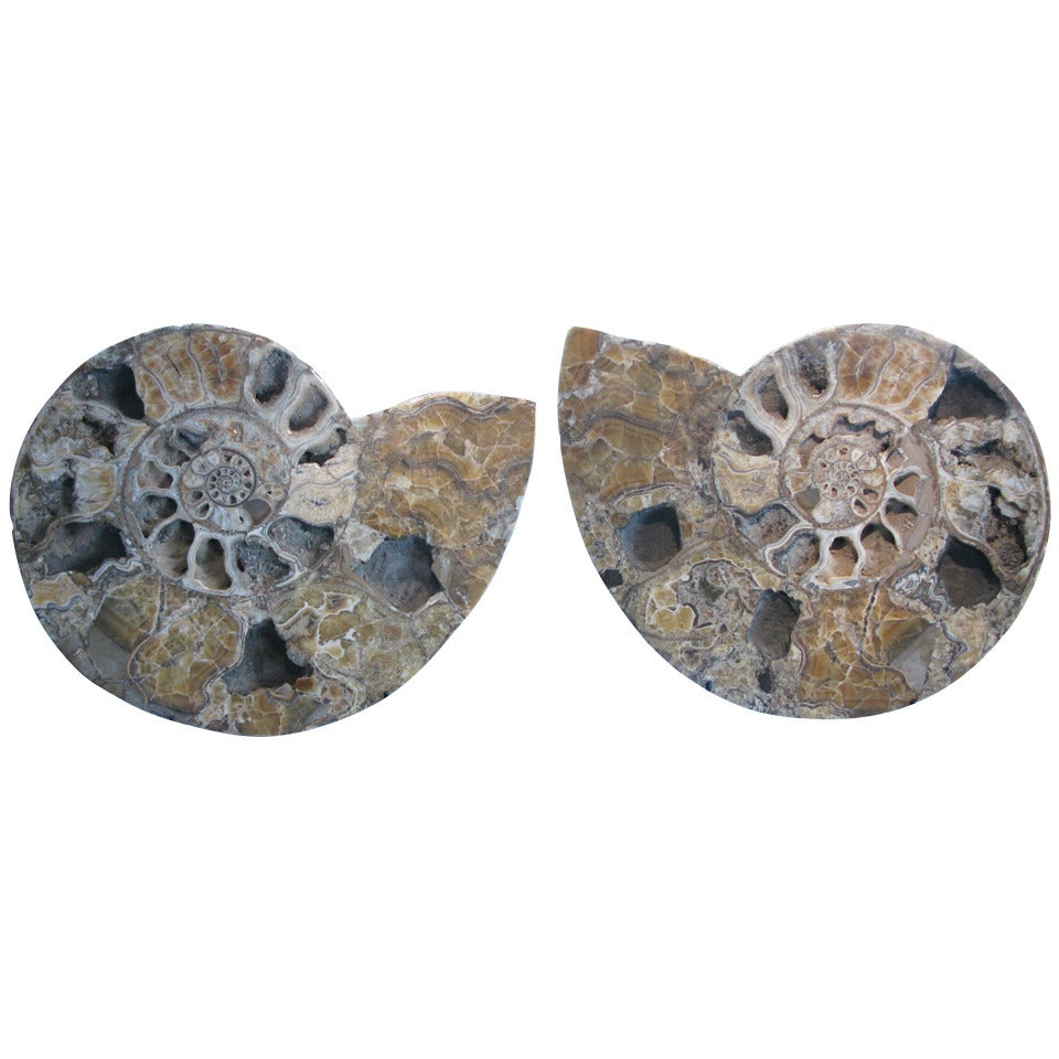 Monumental Prehistoric Fossilized Ammonite