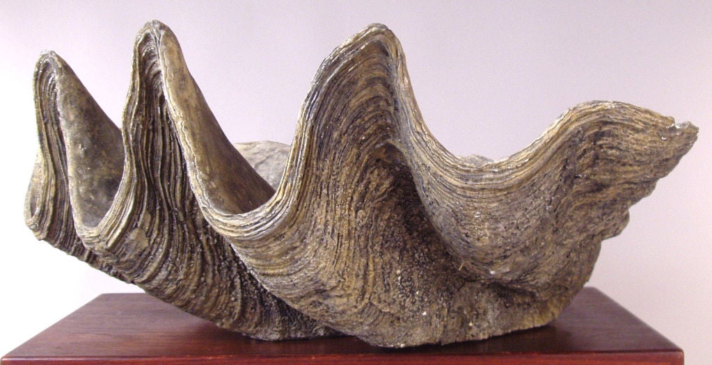 a very good cast stone Giant Ocean Clam Shell. wonderful form and great details.
