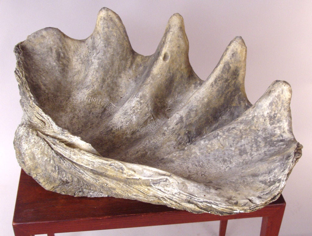 clamshell cast