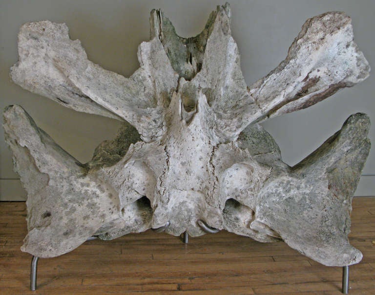 an exceptional antique whale vertebrae, beautifully aged, on a custom steel stand.