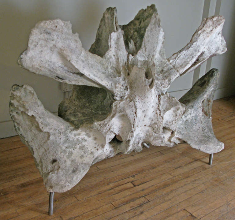 Monumental Antique Whale Vertebrae In Excellent Condition In Hudson, NY