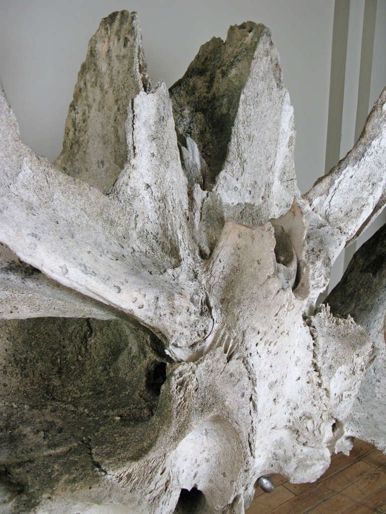 Américain Monumentale vertèbre de baleine ancienne