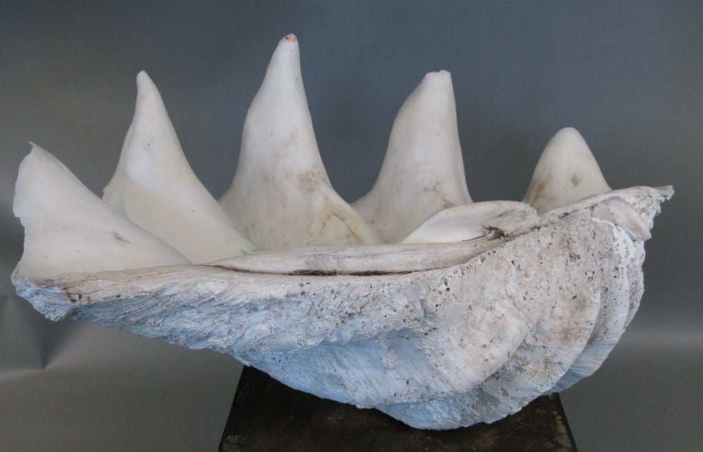 19th Century Monumental Deep Ocean Natural Clamshell