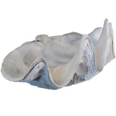 Monumental Deep Ocean Natural Clamshell