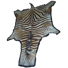 Vintage Zebra Skin Rug on Black Felt