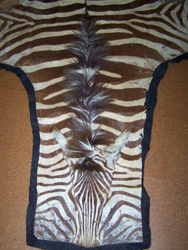 American Vintage Zebra Skin Rug on Black Felt