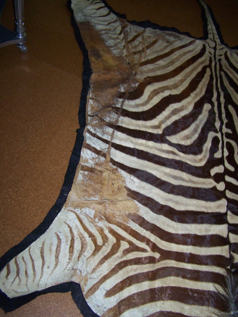 Vintage Zebra Skin Rug on Black Felt In Good Condition In Dallas, TX