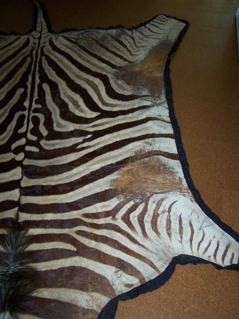 Mid-20th Century Vintage Zebra Skin Rug on Black Felt