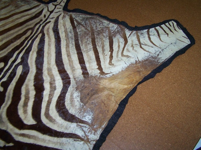 Zebra Hide Vintage Zebra Skin Rug on Black Felt