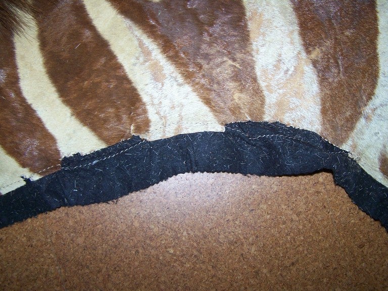 Vintage Zebra Skin Rug on Black Felt 1