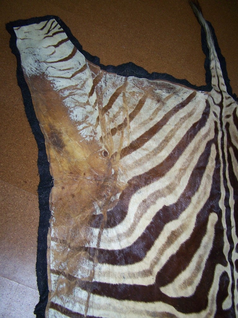 Vintage Zebra Skin Rug on Black Felt 2