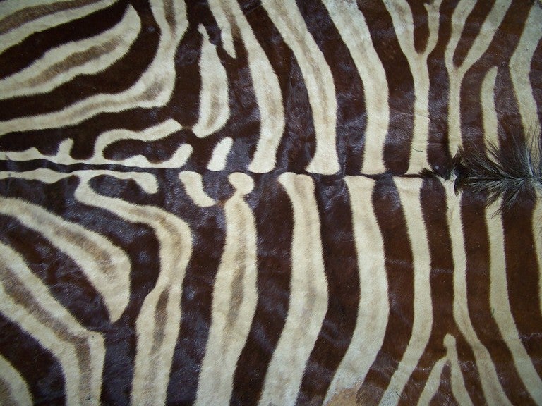 Vintage Zebra Skin Rug on Black Felt 3