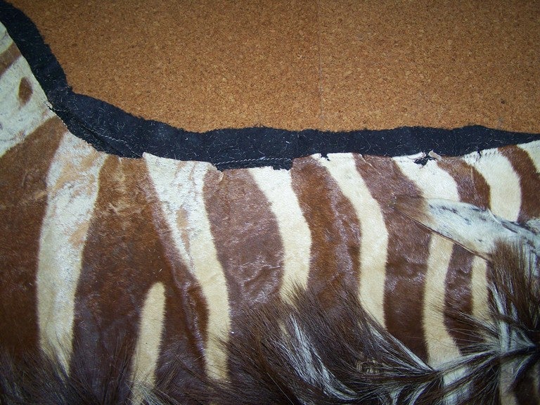 Vintage Zebra Skin Rug on Black Felt 4