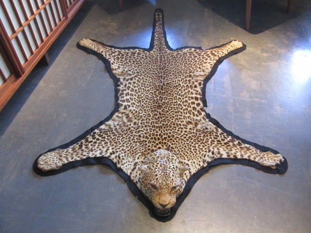 A vintage Leopard skin rug with full head mount. Some loss to teeth, claws and ears as shown in photos.
