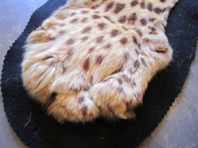 Mid-20th Century Vintage Leopard skin rug mount