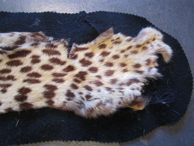 Vintage Leopard skin rug mount 1