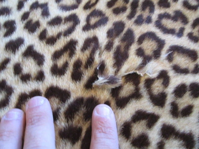 Vintage Leopard skin rug mount 3