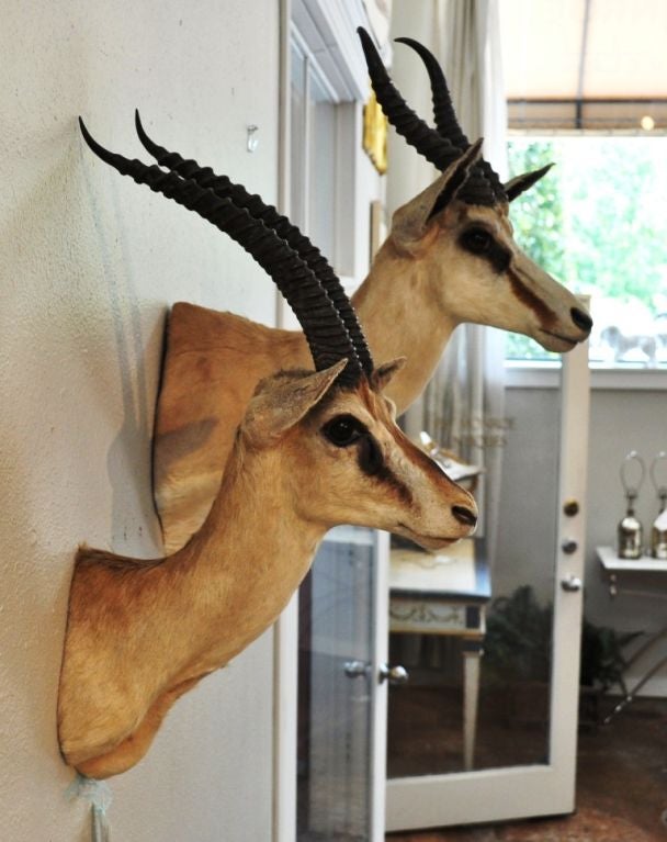 Rare Pair of African Blonde Blesbok Antelope Trophies