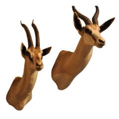 Rare Pair of African Blonde Blesbok Antelope Trophies