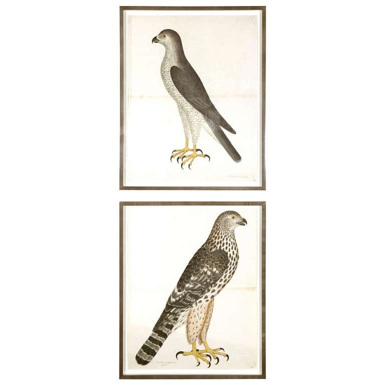 Set of Two Framed Engravings of Falcons