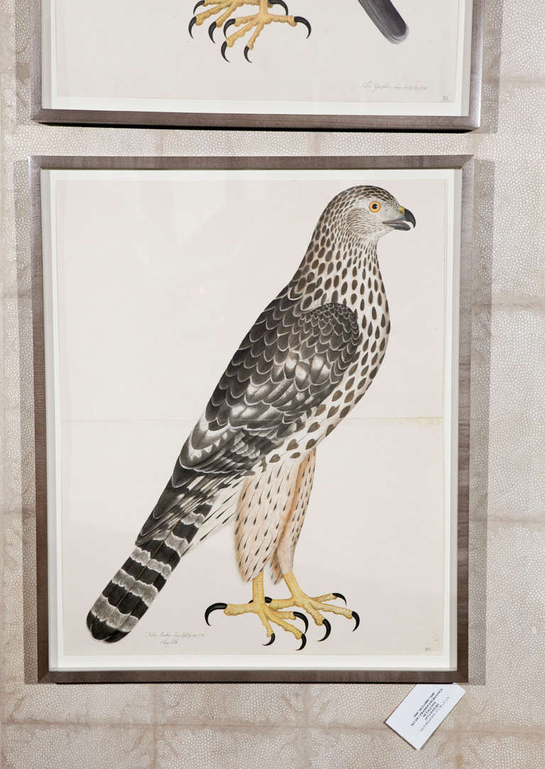Unknown Set of Two Framed Engravings of Falcons