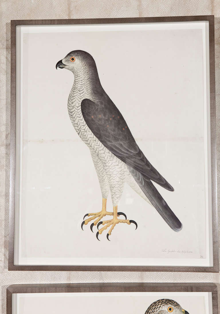 Set of Two Framed Engravings of Falcons In Good Condition In Los Angeles, CA