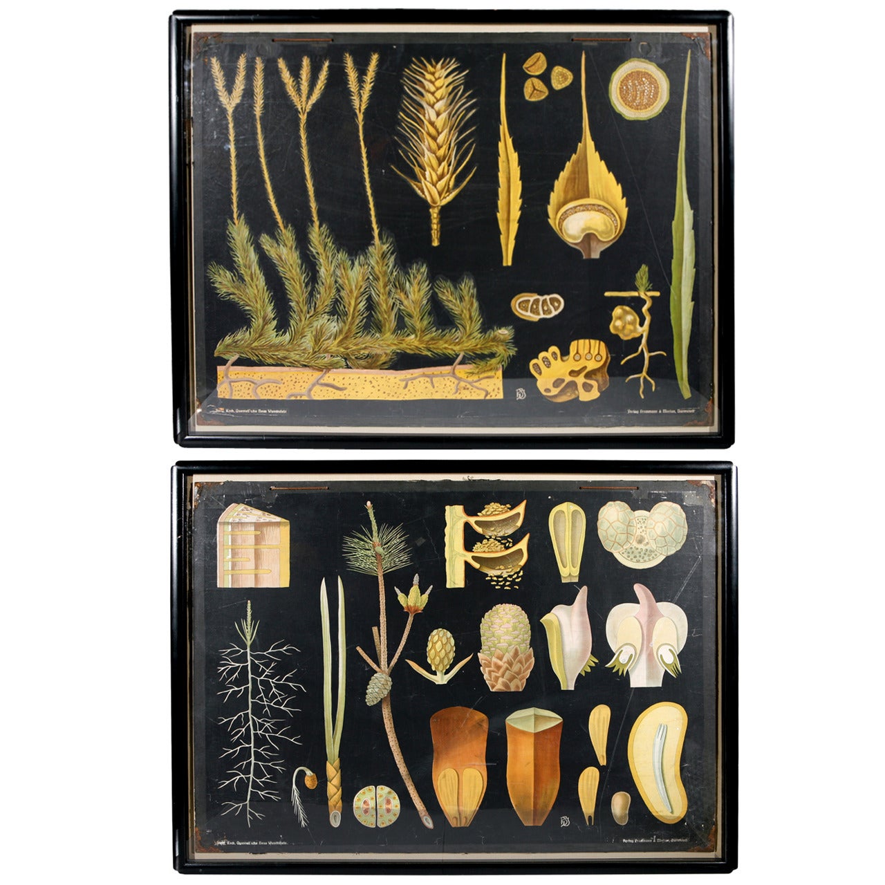 Pair of 19th Century German Botanicals For Sale