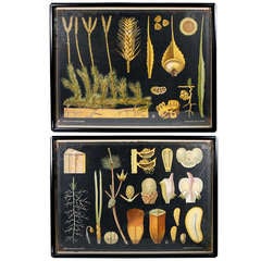 Pair of 19th Century German Botanicals 7