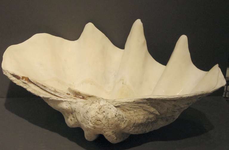 A giant clam seashell harvested over a hundred years ago from the Indian Ocean, featuring a beautiful alabaster-like interior.

Use as a decorative centerpiece or for serving. Can also be drilled to function as a sink.