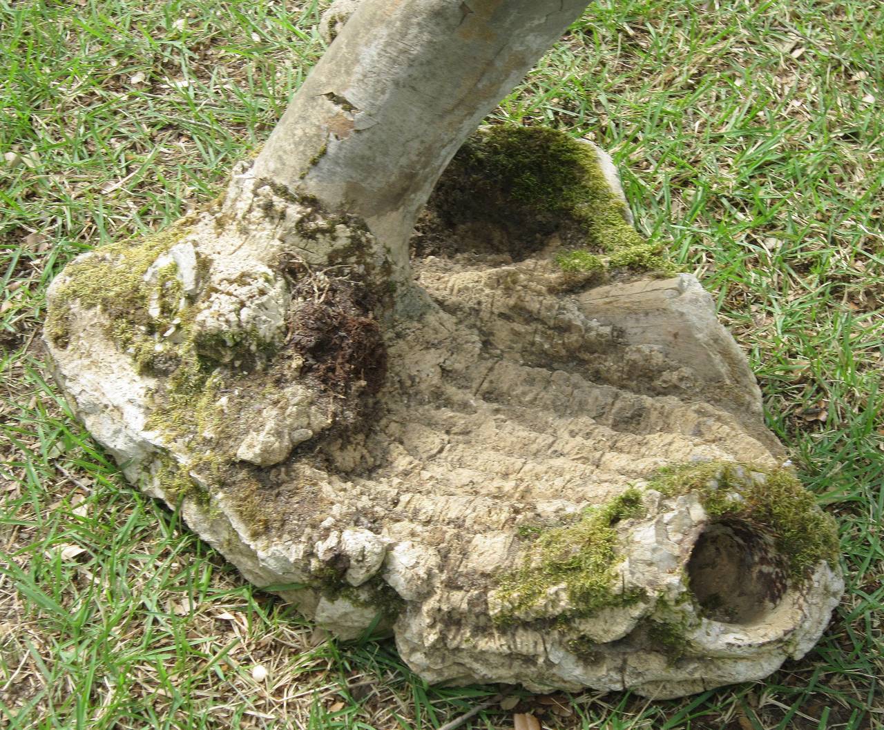 French Garden Stone Grouping of Mushrooms 1