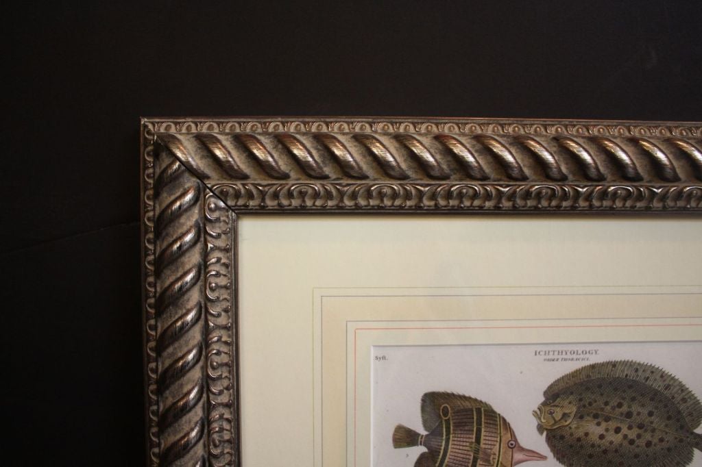Framed Copperplate Engravings of Fish (Ichthyology) For Sale at 1stDibs