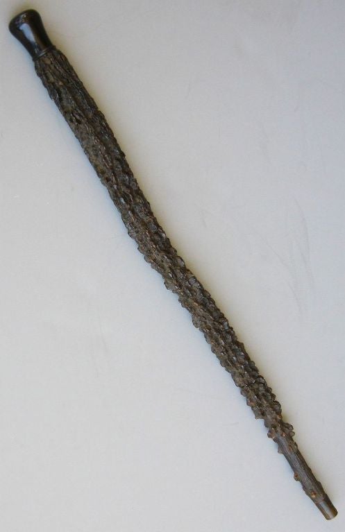 English Sprout Walking Stick 2